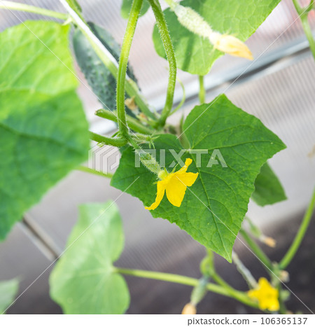 Cucumber in garden 106365137