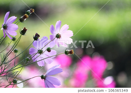 秋天陽光下閃耀的宇宙 106365349