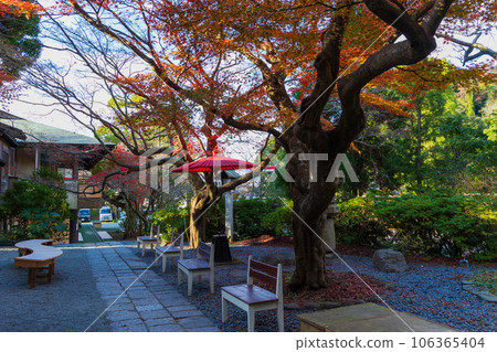 鎌倉,深秋的古都 鎌倉宮(大東宮),秋葉 鎌倉,深秋的古都 鎌倉宮(大東宮),秋葉 106365404