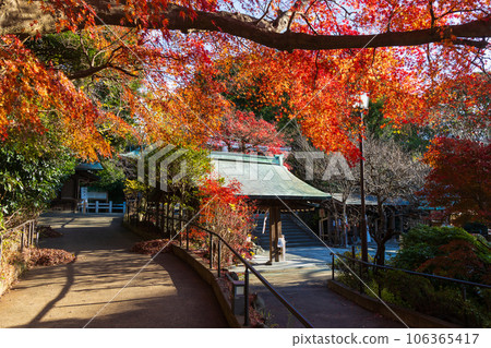 鎌倉,深秋的古都 鎌倉宮(大東宮),秋葉 鎌倉,深秋的古都 鎌倉宮(大東宮),秋葉 106365417