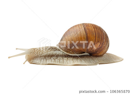 Giant snail isolated on white background 106365870
