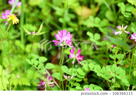 黃芪花 黃芪花 106366115