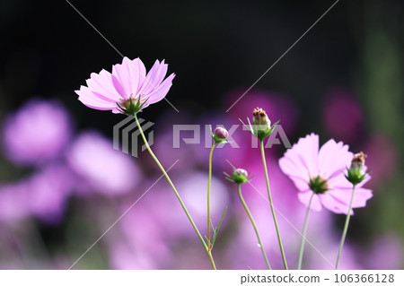 Colorful cosmos field Colorful cosmos field 106366128