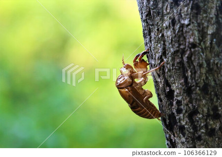 柚子之裡 毛呂山町里山的蟬脫落貝殼的生態照片 106366129