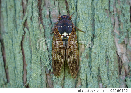 Brown Cicada ~ Summer tradition ~ Brown Cicada ~ Summer tradition ~ 106366132
