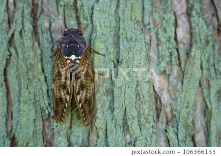 棕蟬～夏日傳統～ 106366133