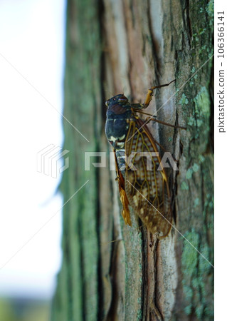 棕蟬～夏日傳統～ 106366141