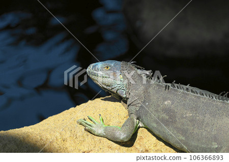 Green iguana 106366893