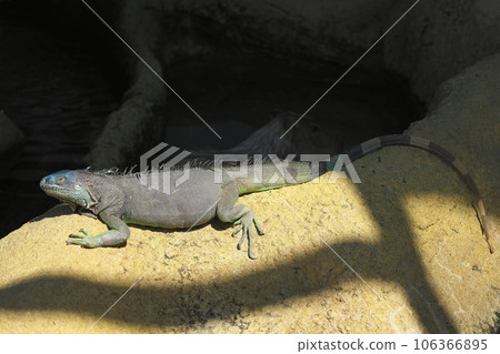 Green iguana Green iguana 106366895