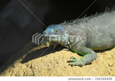 Green iguana 106366896