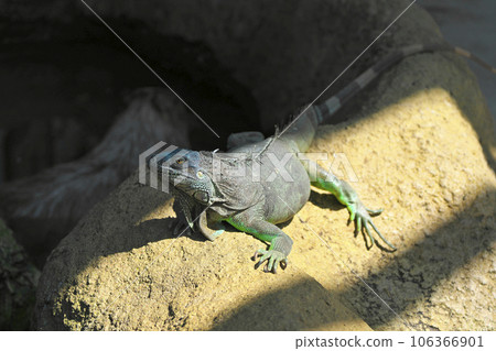 綠鬣蜥 106366901