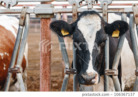 Head of a cow standing in a stall Head of a cow standing in a stall 106367137