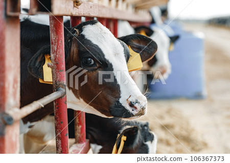 Young bull calf in a stall on a farm Young bull calf in a stall on a farm 106367373