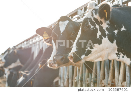 Adult cows standing in a stall on a farm 106367401