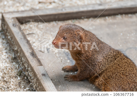 Kobito Mongoose Tennoji Zoo Kobito Mongoose Tennoji Zoo 106367716