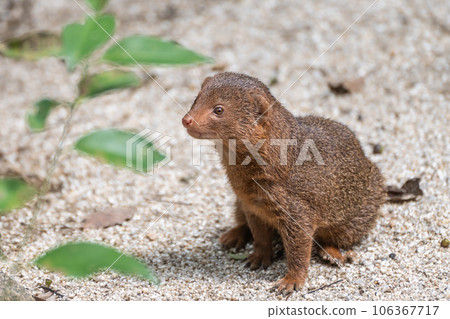 Kobito Mongoose Tennoji Zoo Kobito Mongoose Tennoji Zoo 106367717