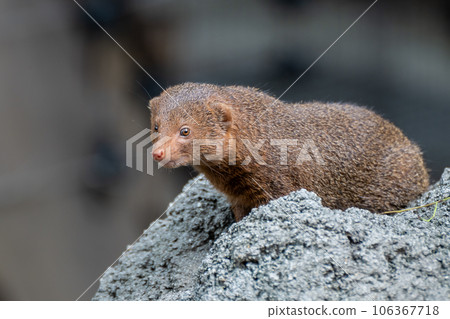 Kobito Mongoose Tennoji Zoo 106367718