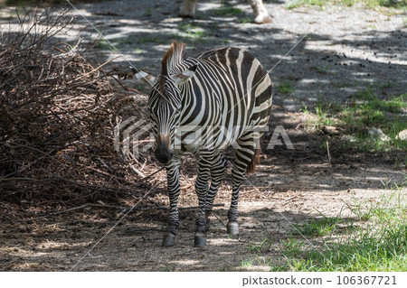 Zebra (Grant's Zebra) Tennoji Zoo Zebra (Grant's Zebra) Tennoji Zoo 106367721