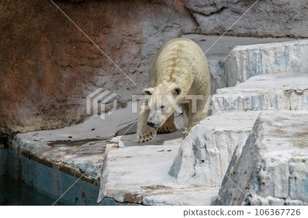 Polar bear Tennoji Zoo Polar bear Tennoji Zoo 106367726