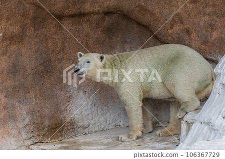 天王寺動物園北極熊 106367729
