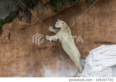 天王寺動物園站立的北極熊 106367730