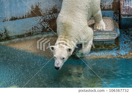 Polar bear Tennoji Zoo Polar bear Tennoji Zoo 106367732