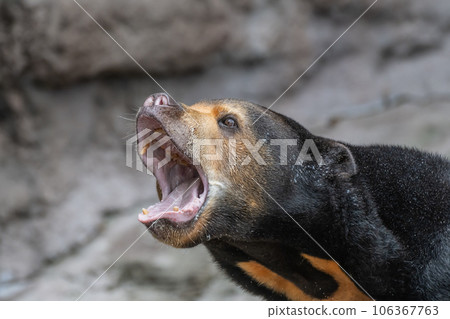 大嘴太陽熊 天王寺動物園 大嘴太陽熊 天王寺動物園 106367763