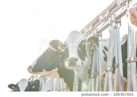 Black and white spotty cows on a farm 106367891