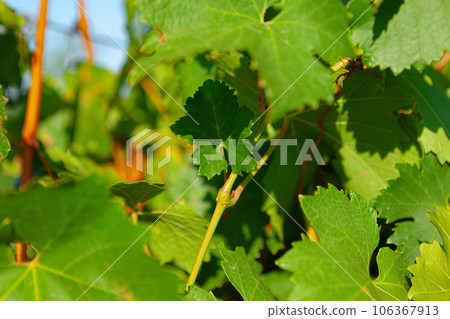 Grapes bush leaves in a vineyard close up Grapes bush leaves in a vineyard close up 106367913