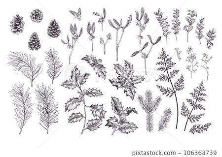 Plants set. Traditional Christmas flora.Vintage illustration. Spruce, pine, holly, fern. Engraiving style. Black. Plants set. Traditional Christmas flora.Vintage illustration. Spruce, pine, holly, fern. Engraiving style. Black. 106368739