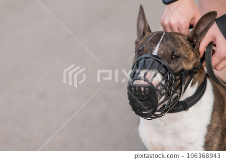 The owner puts a muzzle on a bull terrier dog on a walk outdoors. 106368943