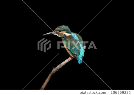 翠鳥的黑色背部棲息在朝左的樹枝上 翠鳥的黑色背部棲息在朝左的樹枝上 106369225