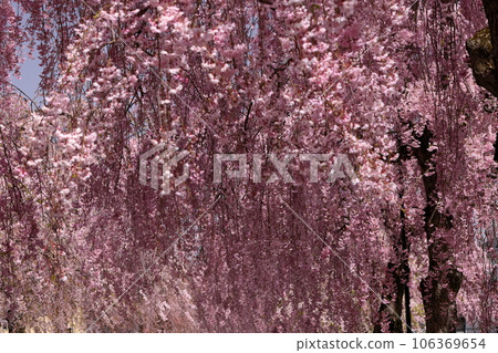 Oshikiri-higashi, Kitakata City, Fukushima Prefecture, famous spot for cherry blossoms Weeping cherry trees along the Nicchu Line 106369654