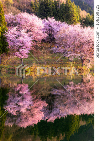 《長野縣》中綱湖・大山櫻盛開 106369825