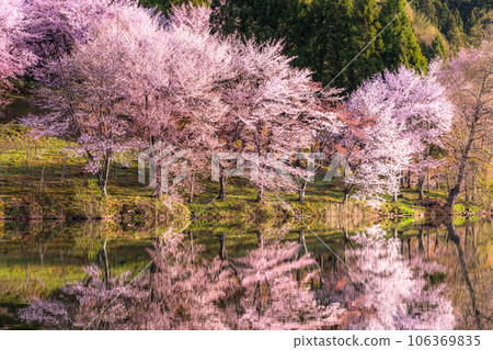 《Nagano Prefecture》Lake Nakatsuna・Oyamazakura in full bloom 106369835