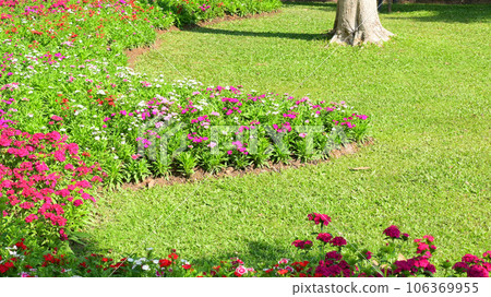 beautiful flower and green grass in the garden 106369955