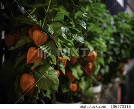 Ground Cherry in Kagurazaka 106370316