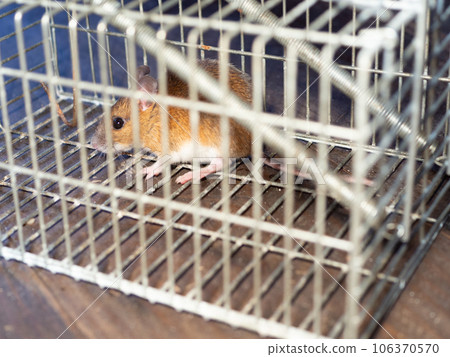 rat and trap 106370570