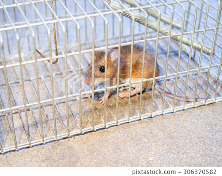 老鼠和陷阱 106370582
