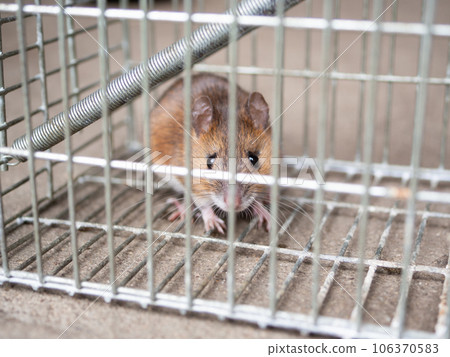 老鼠和陷阱 老鼠和陷阱 106370583