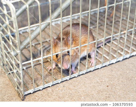 rat and trap rat and trap 106370593