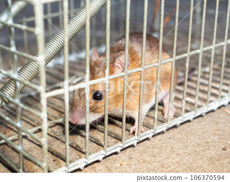 rat and trap rat and trap 106370594