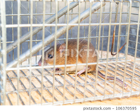 rat and trap rat and trap 106370595