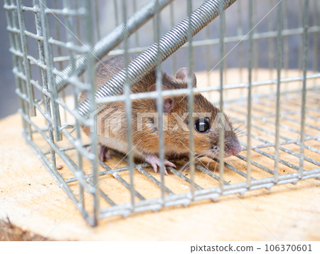 rat and trap rat and trap 106370601