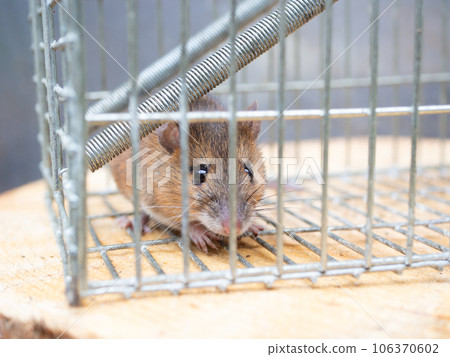 rat and trap rat and trap 106370602