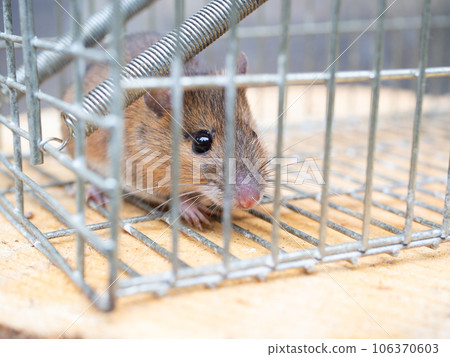 rat and trap rat and trap 106370603