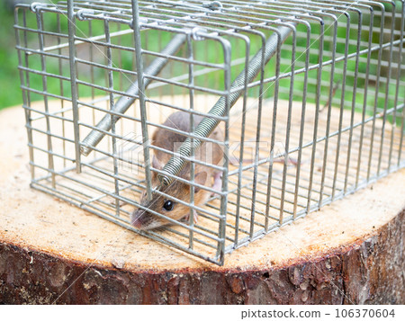 老鼠和陷阱 106370604