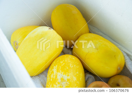 Makuwauri, a member of the melon family Makuwauri, a member of the melon family 106370676