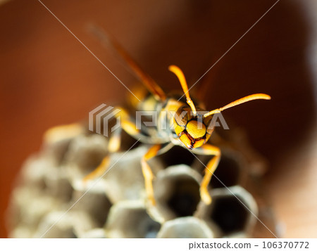 紙黃蜂 紙黃蜂 106370772