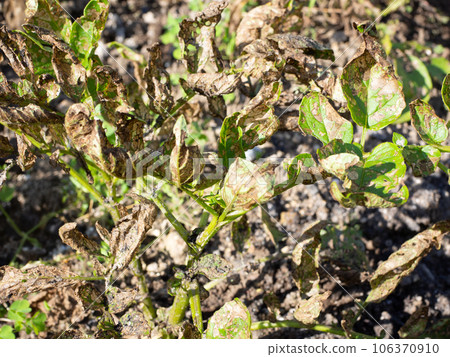 瓢蟲造成的餵食損害（馬鈴薯） 106370910